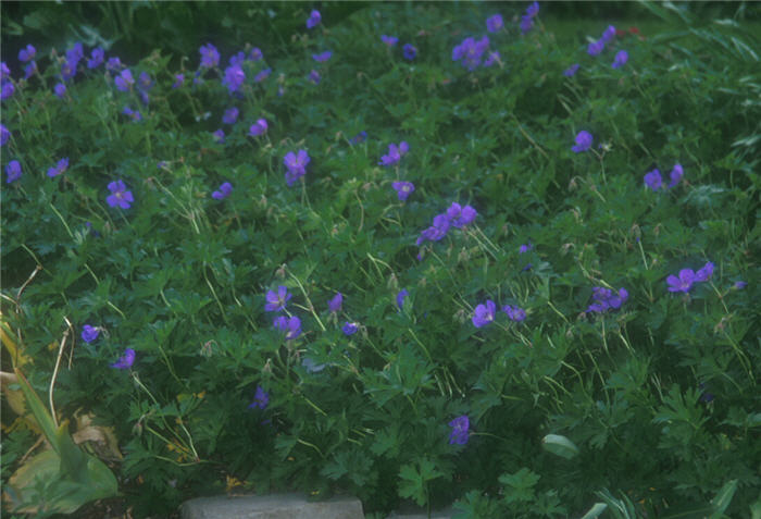 Plant photo of: Geranium 'Johnson's Blue'