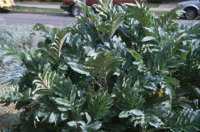 Plant photo of: Melianthus major
