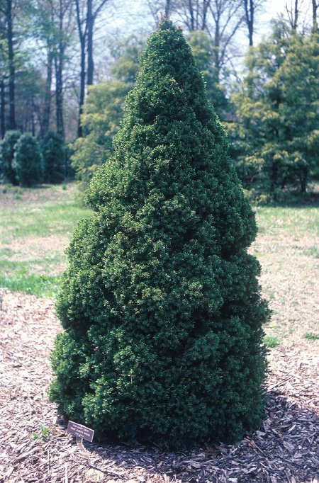 Plant photo of: Picea glauca albertiana 'Conica'
