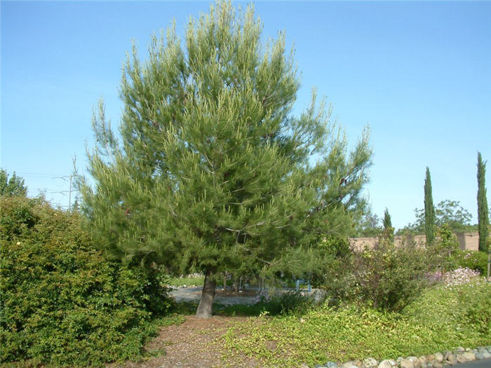 Allepo Pine