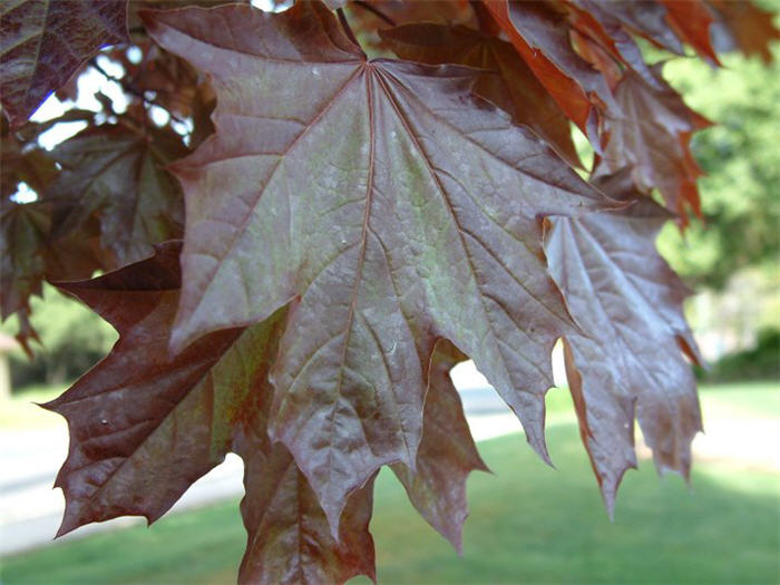 Plant photo of: Acer rubrum