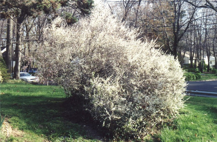 Spiraea prunifolia 'Plena'