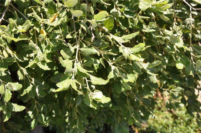 Plant photo of: Quercus suber