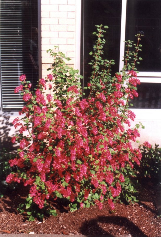 Red Flowering or Pink Winter Curran