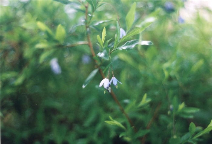 Plant photo of: Sollya heterophylla