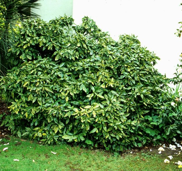 Plant photo of: Aucuba japonica 'Variegata' cvs.