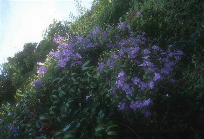 Jackman Purple Large-Flowered Clema