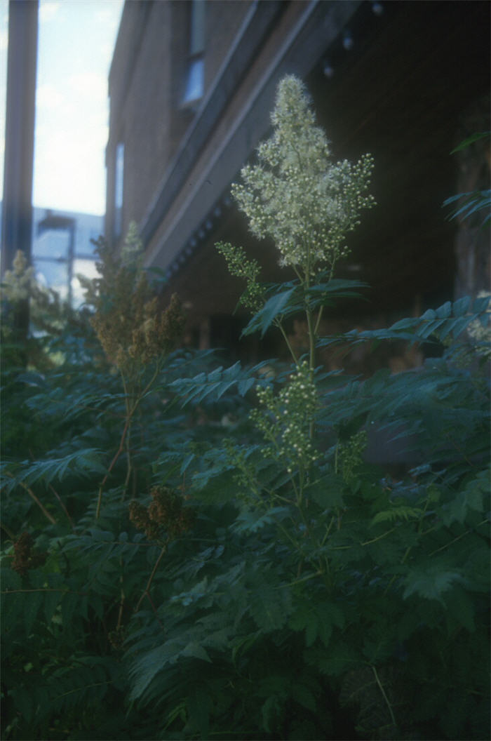 Sorbaria sorbifolia