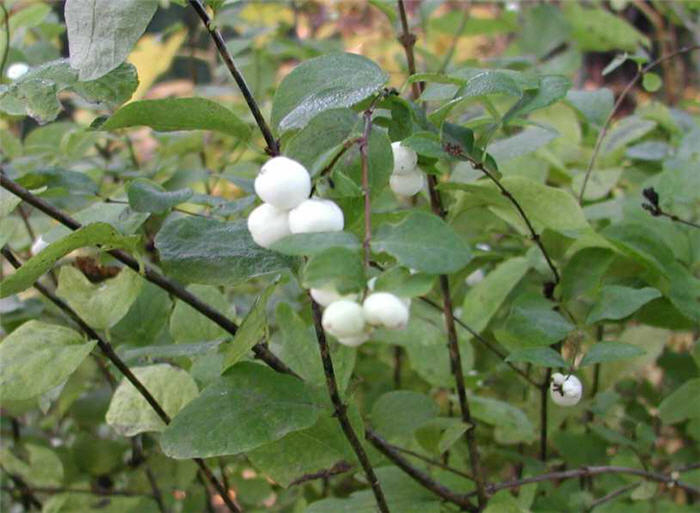 Common or White Snowberry