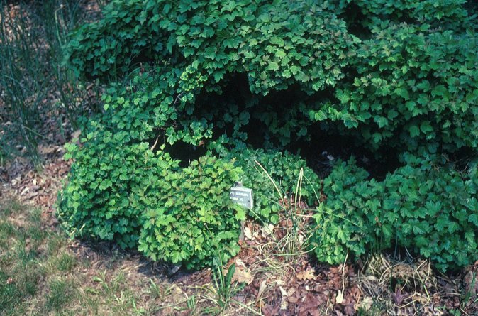 Dwarf Hedge Viburnum