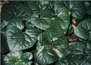 Pacific Wild Ginger