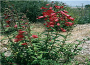 Firebird Border Penstemon (red)