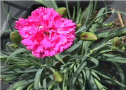Carnation, Clove Pink