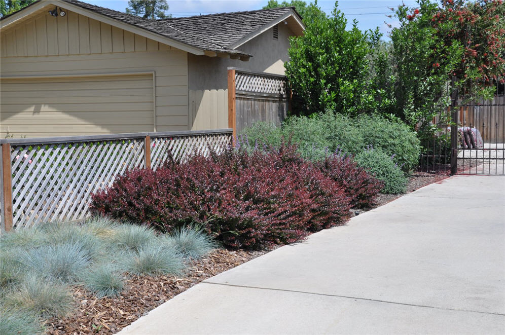 Color Along the Driveway