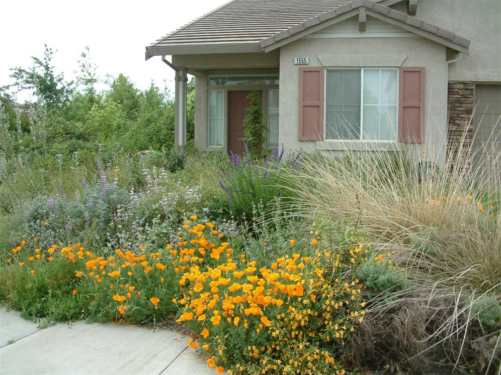 Sea of Color Garden