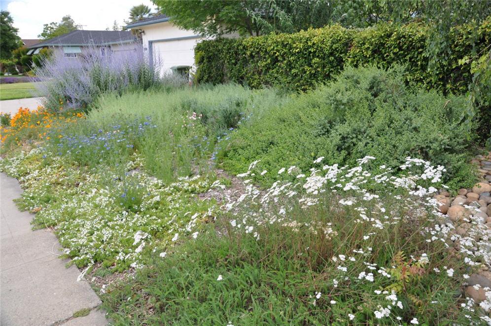 Lodi Cottage Garden 6