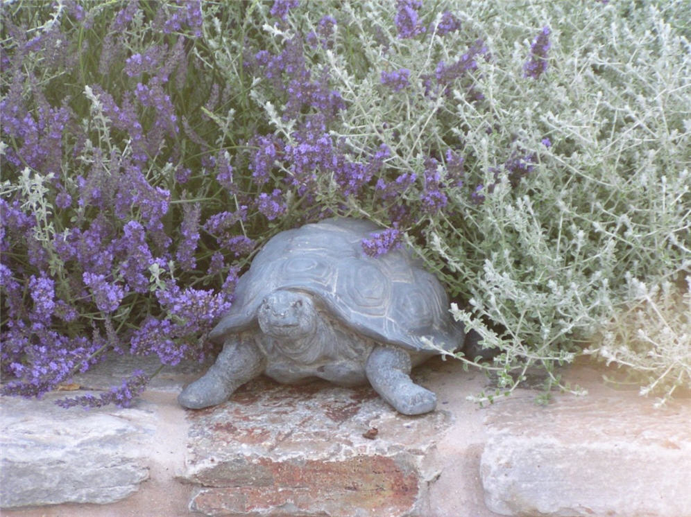 Peeking Turtle