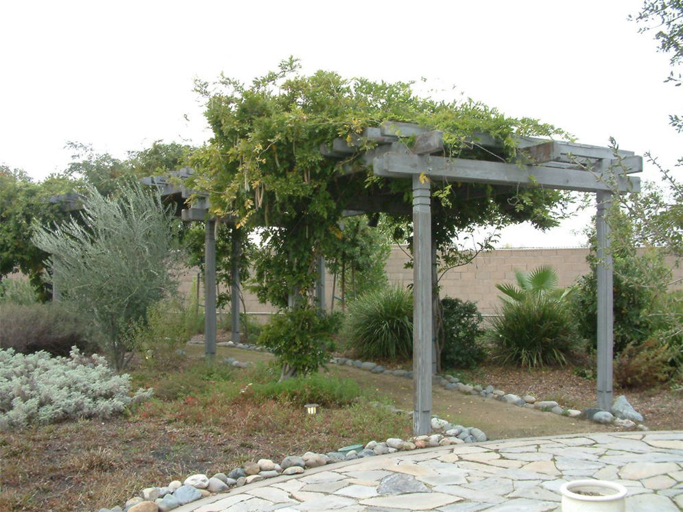 Suburban Trellis in Fall