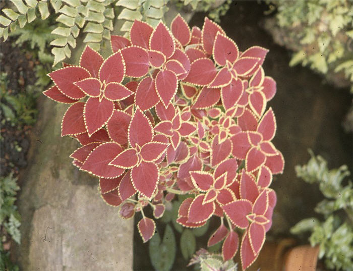 Plant photo of: Solenostemon scutellarioides