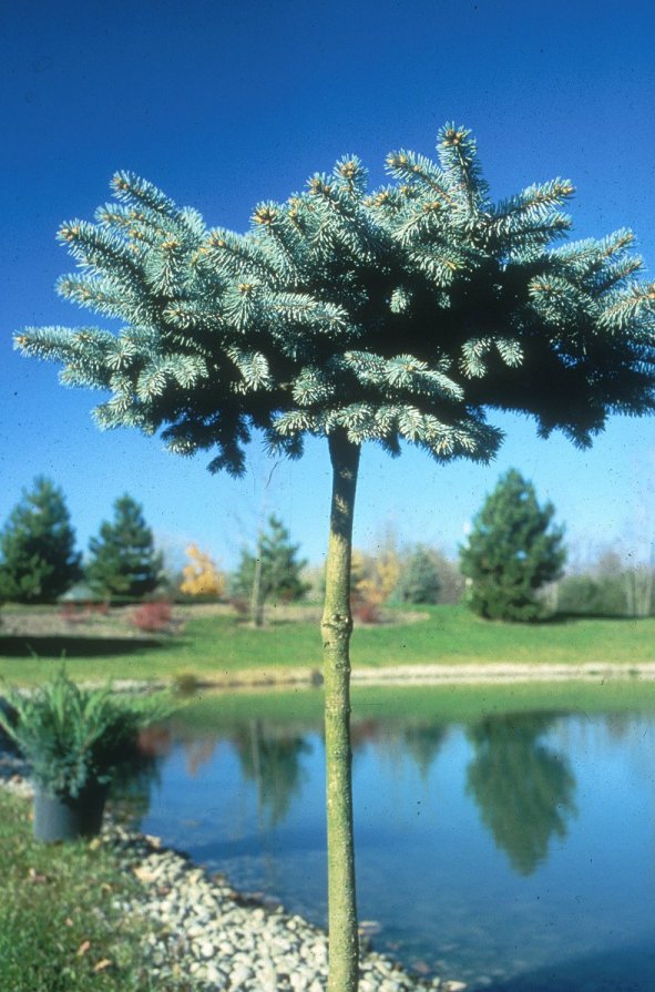 Plant photo of: Picea pungens glauca