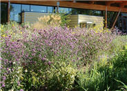 Argentine or Brazilian Verbena