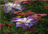 Japanese Iris Marbled Lavender