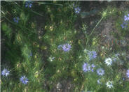 Love-In-A-Mist