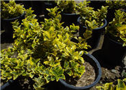 Gold Spot Euonymus