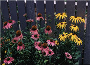 Purple Coneflower