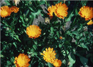 Calendula, Pot Marigold