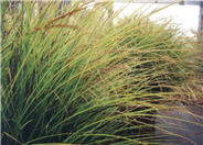 Variegated Silver Grass