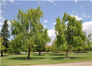 Weeping Willow